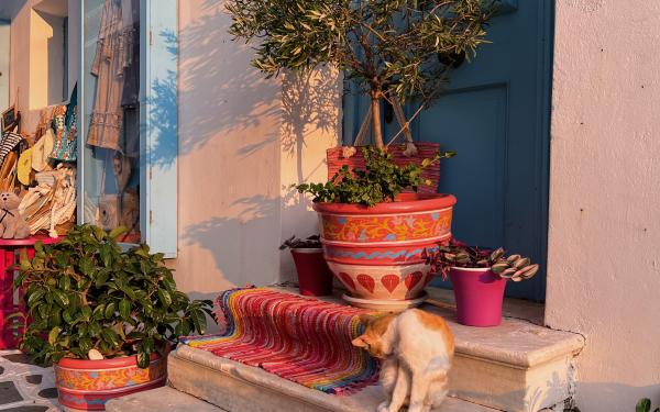 A cat on a stoop in Andros, Greece